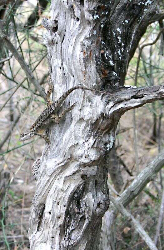 Image of Texas Spiny Lizard