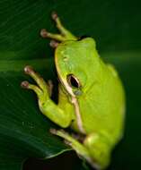 Image of American Green Treefrog