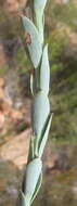 Image of <i>Osteospermum <i>polygaloides</i></i> var. polygaloides