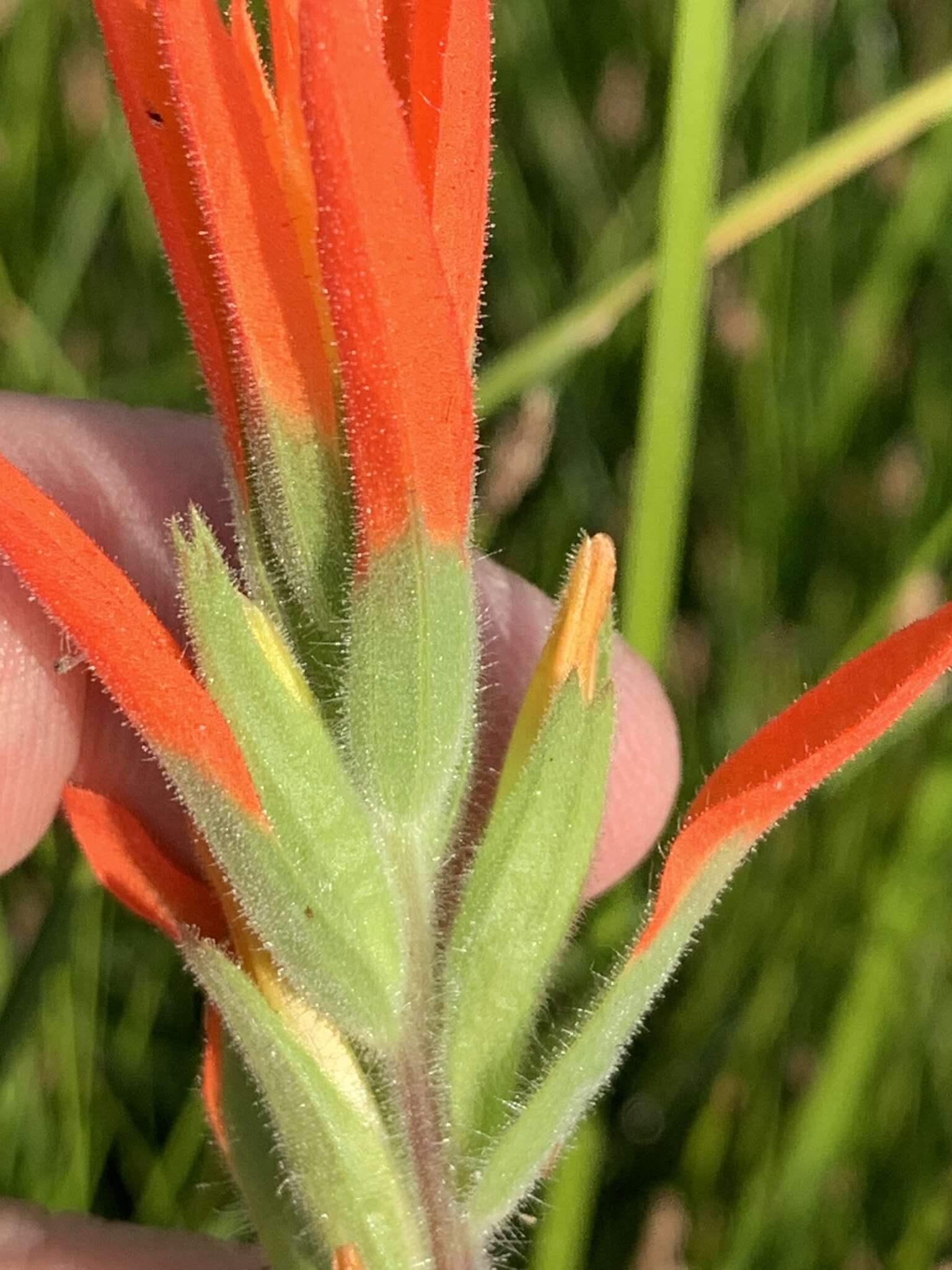 Image of Castilleja minor var. exilis (A. Nelson) J. M. Egger