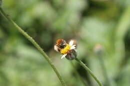 Image of Melissodes rufodentatus Smith 1854