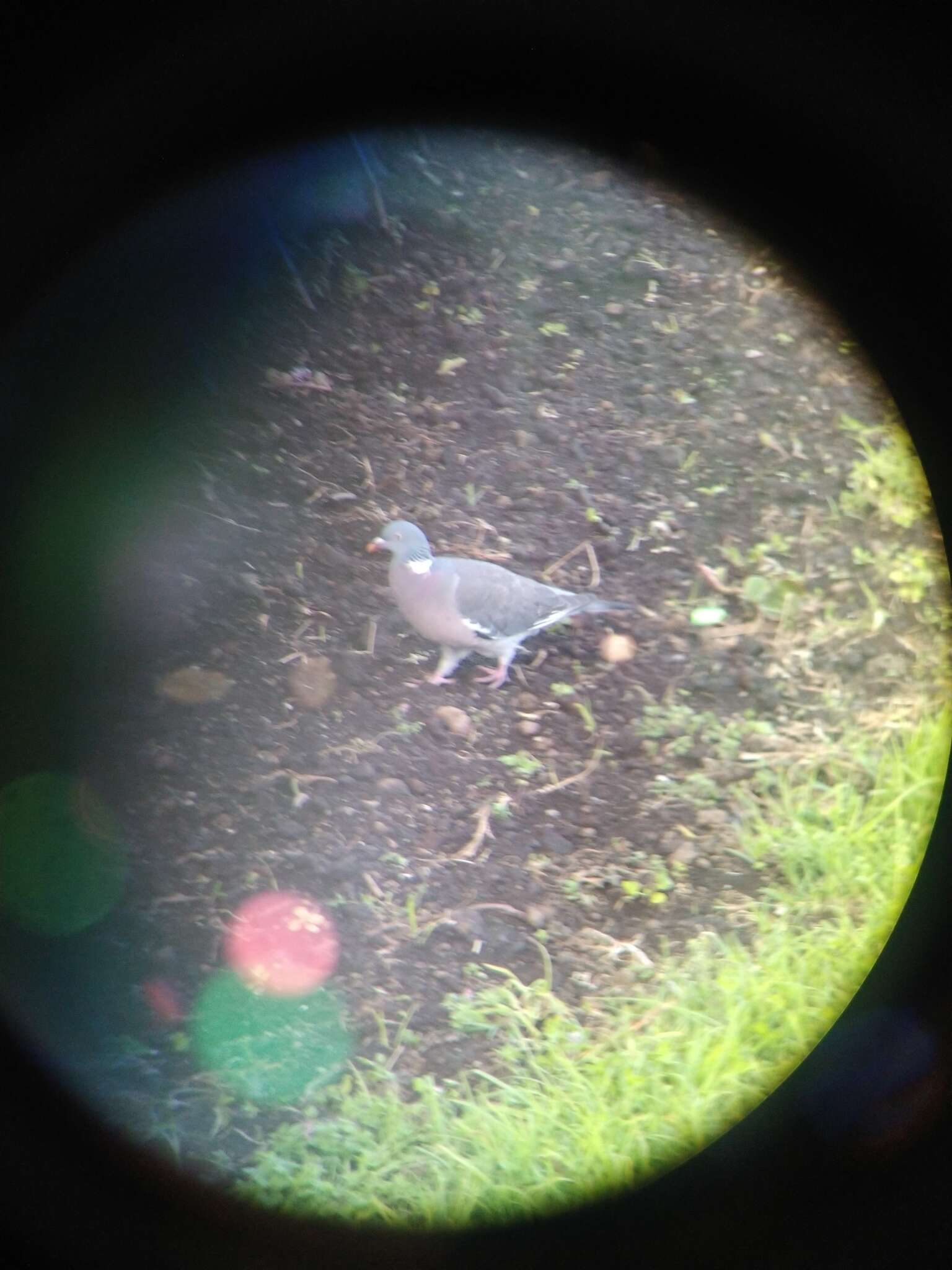 Columba palumbus azorica Hartert 1905的圖片