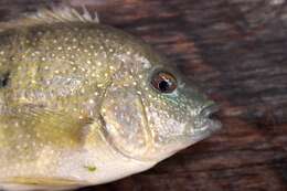 Image of Rio Grande Cichlid