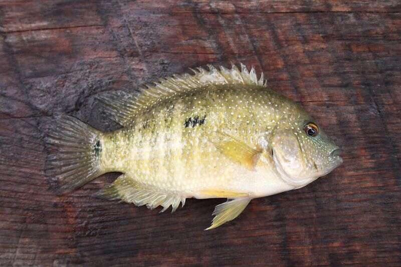 Image of Rio Grande Cichlid