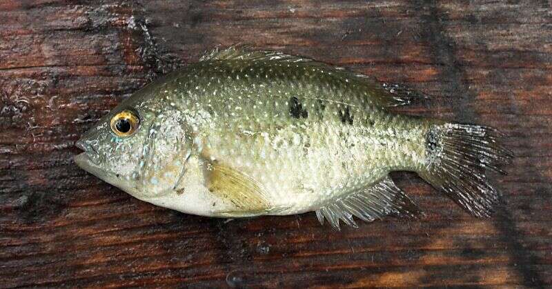 Image of Rio Grande Cichlid