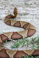 Image of Copperhead