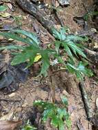 Image of Begonia obovoidea Craib