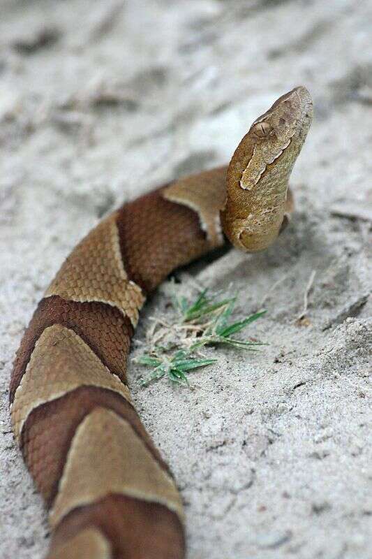 Image of Copperhead