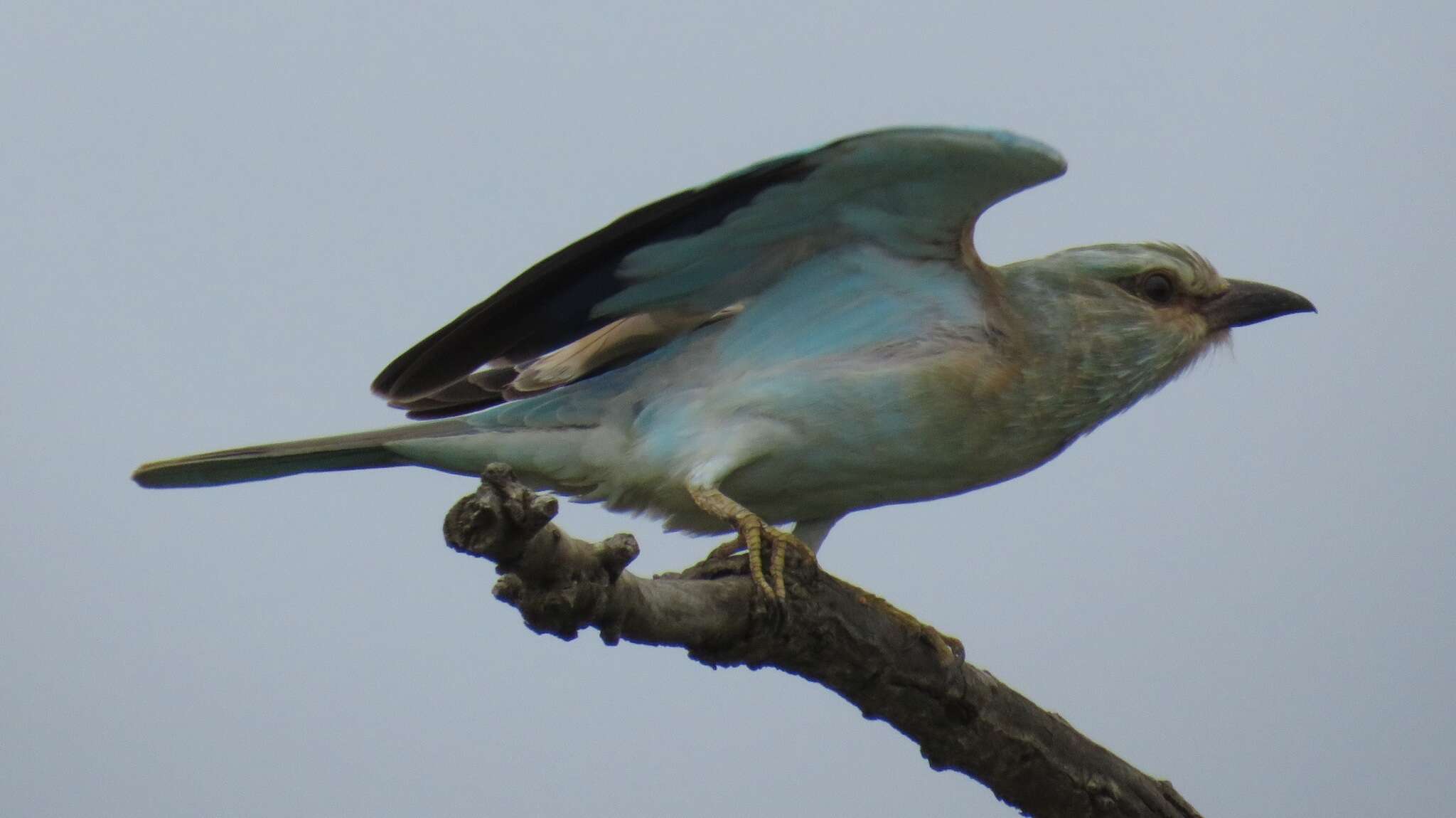 Image de Coracias garrulus semenowi Loudon & Tschusi 1902