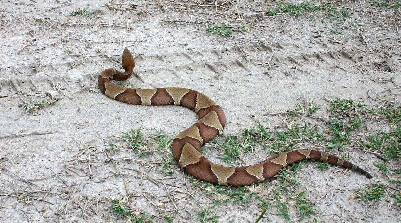 Image of Copperhead