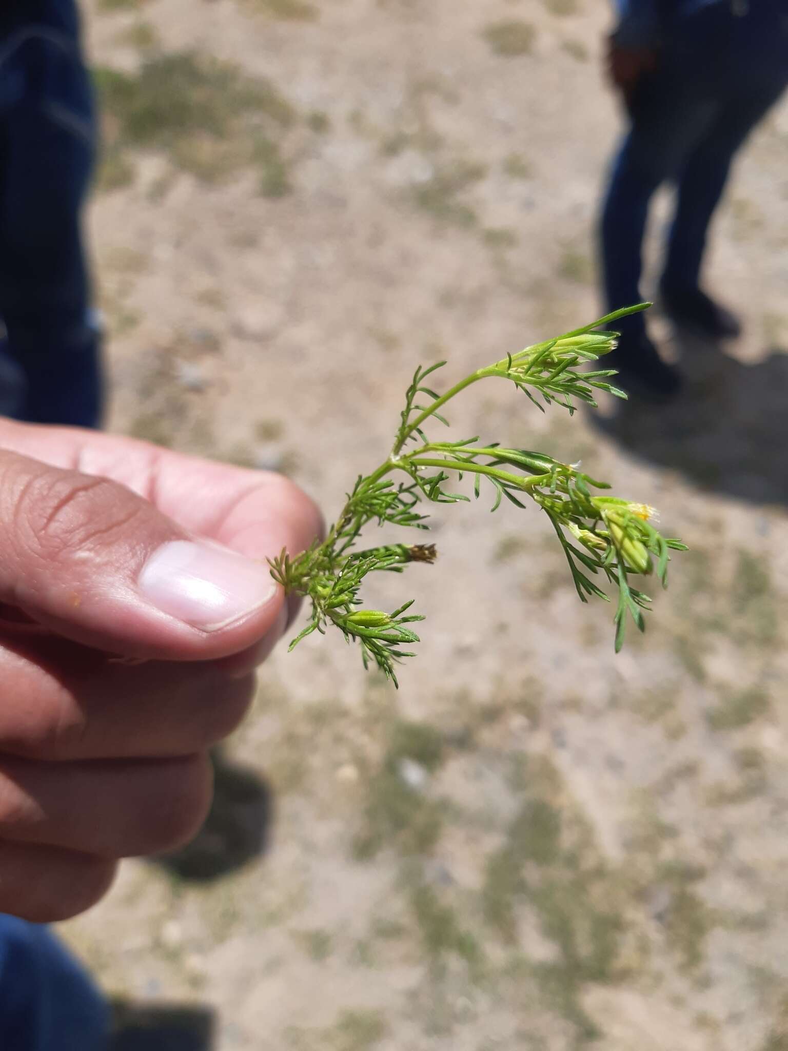 Tagetes filifolia Lag. resmi