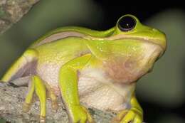 Image of American Green Treefrog