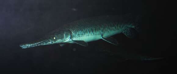 Image of Spotted gar