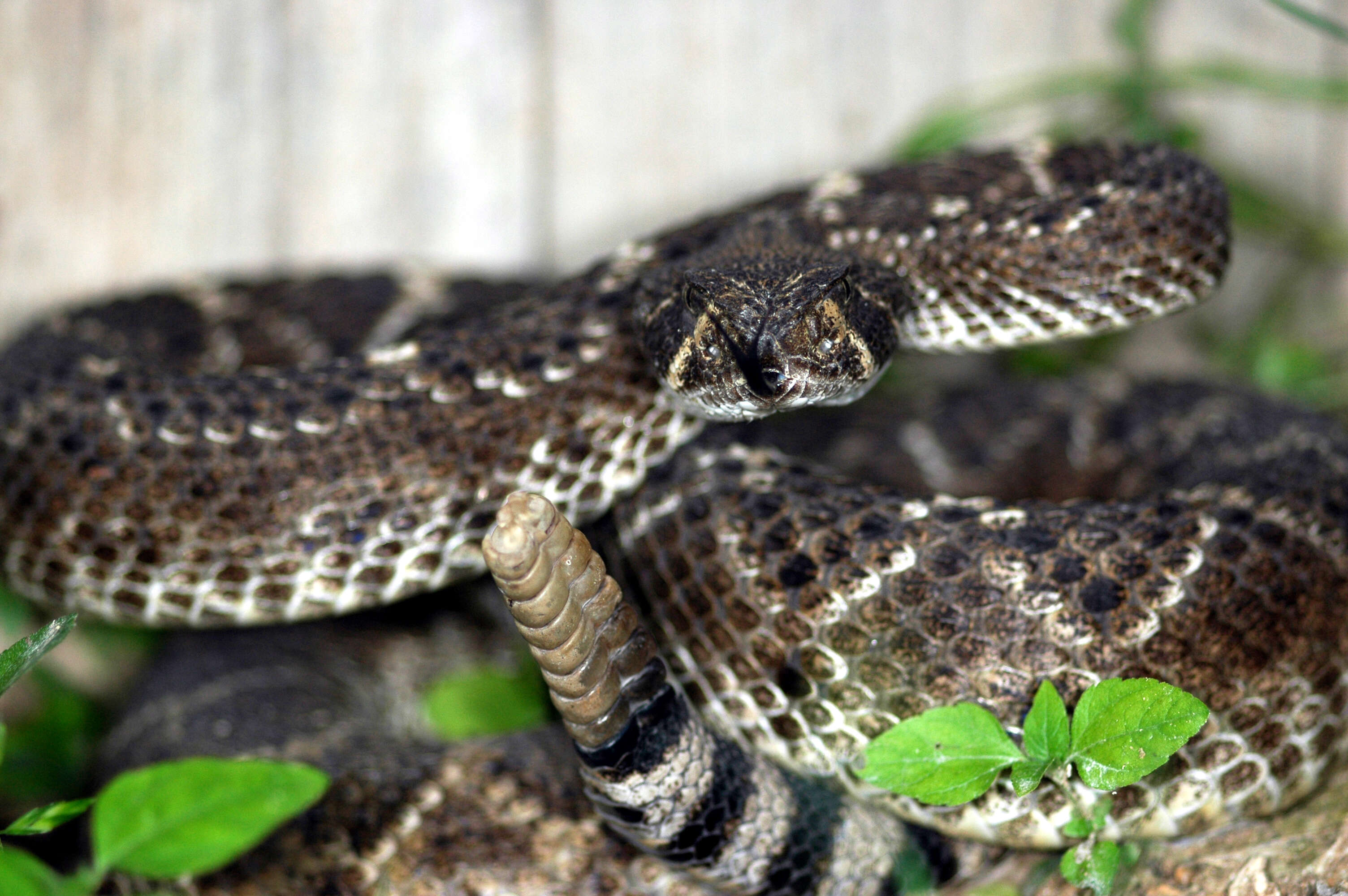 Image of Western Diamond-backed Rattlesnake