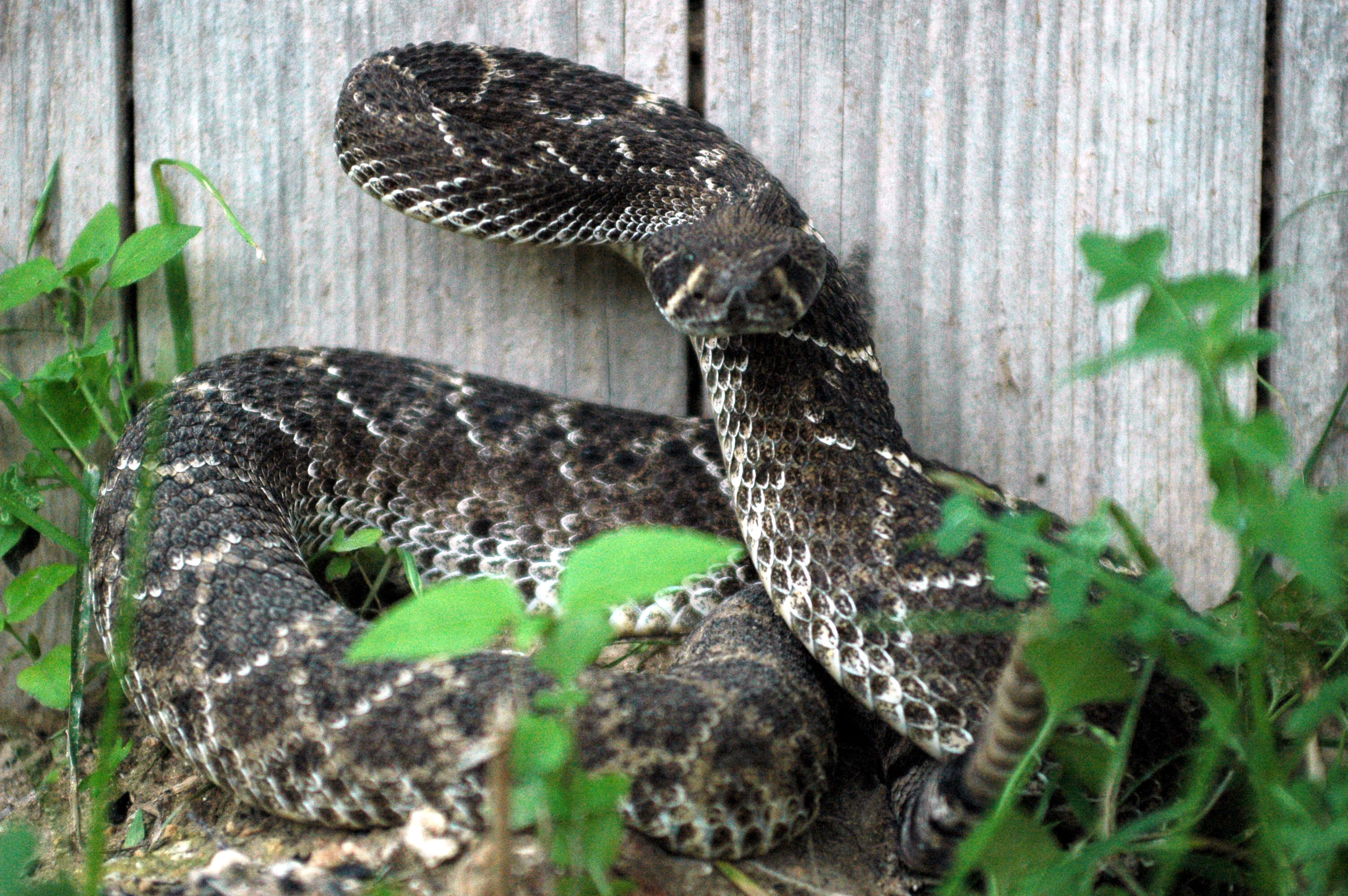 Image of Western Diamond-backed Rattlesnake