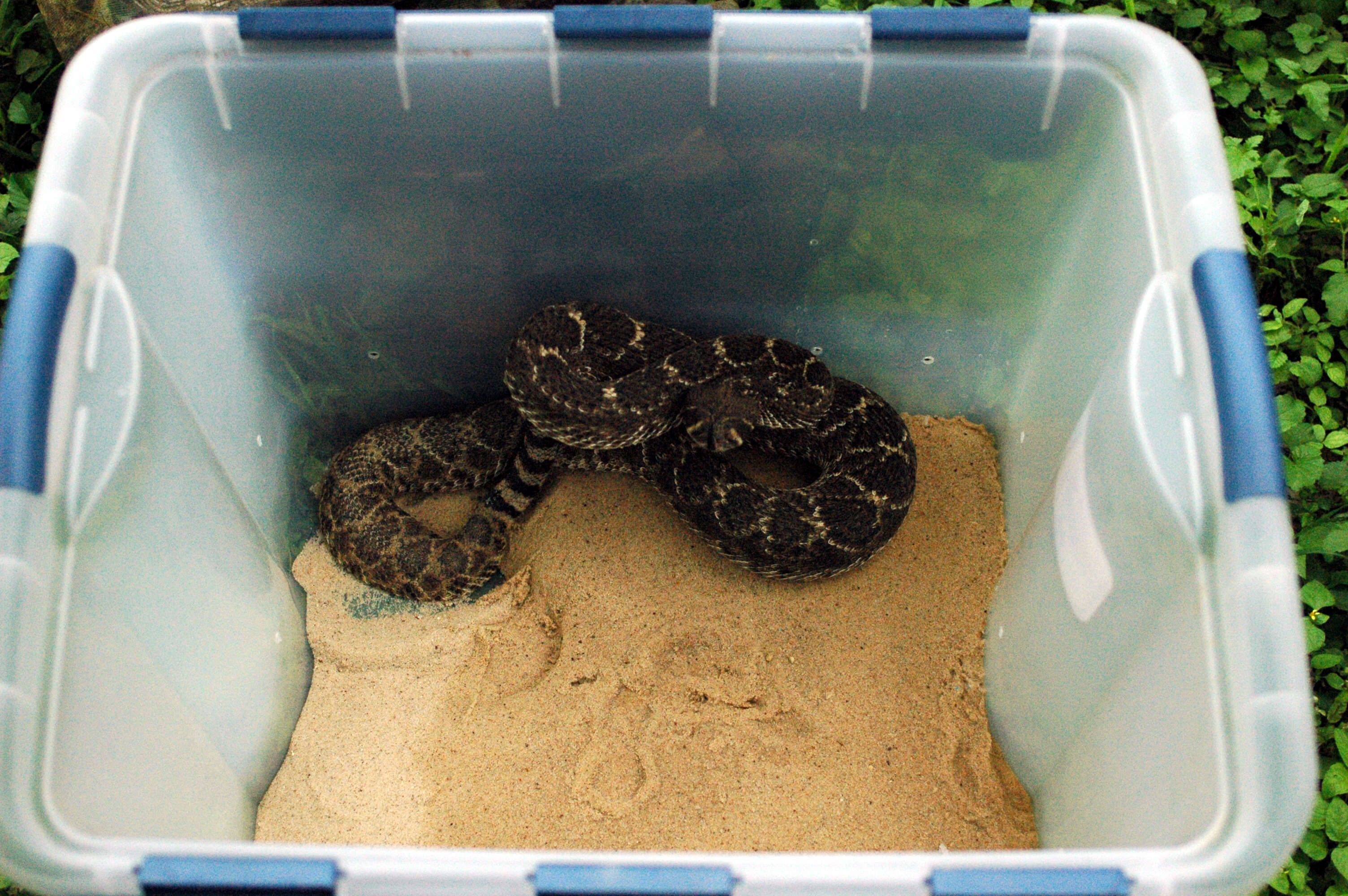 Image of Western Diamond-backed Rattlesnake