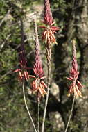 Image of Pretoria aloe