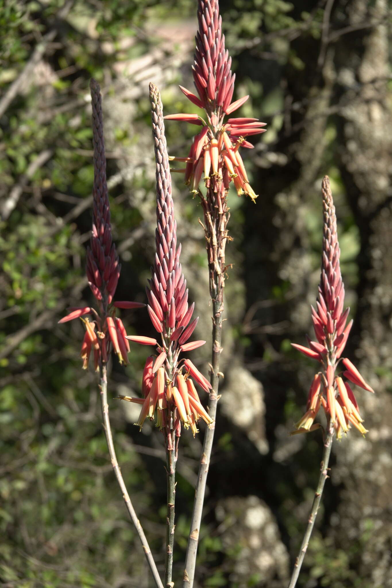 Image of Pretoria aloe