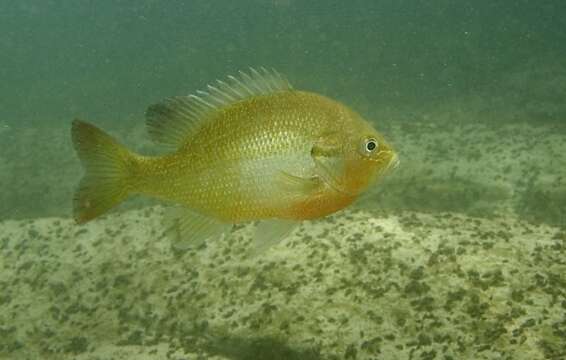 Image of Redbreast Sunfish