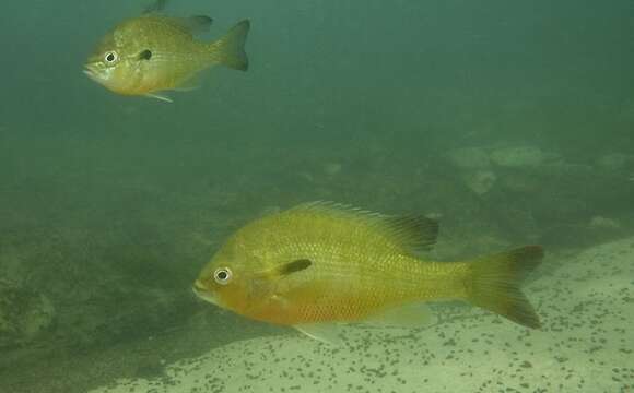 Image of Redbreast Sunfish