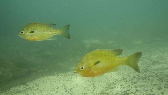 Image of Redbreast Sunfish