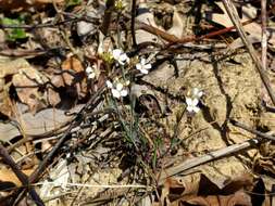 Plancia ëd Arabidopsis lyrata (L.) O'Kane & Al-Shehbaz