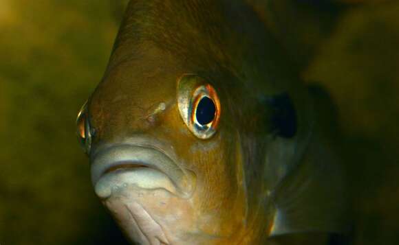 Image of Redbreast Sunfish