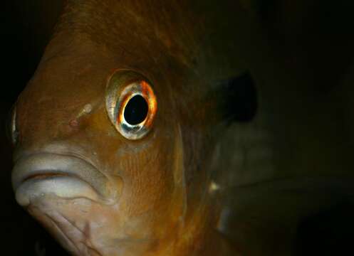 Image of Redbreast Sunfish