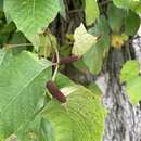 Image of Poison ivy rust