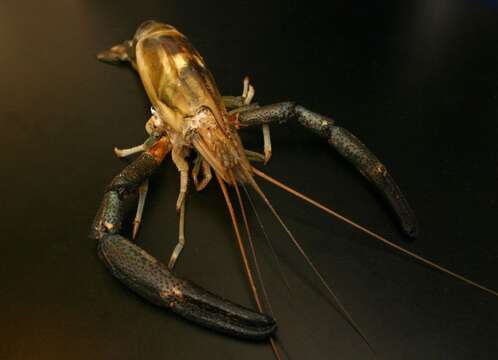 Image of bigclaw river shrimp