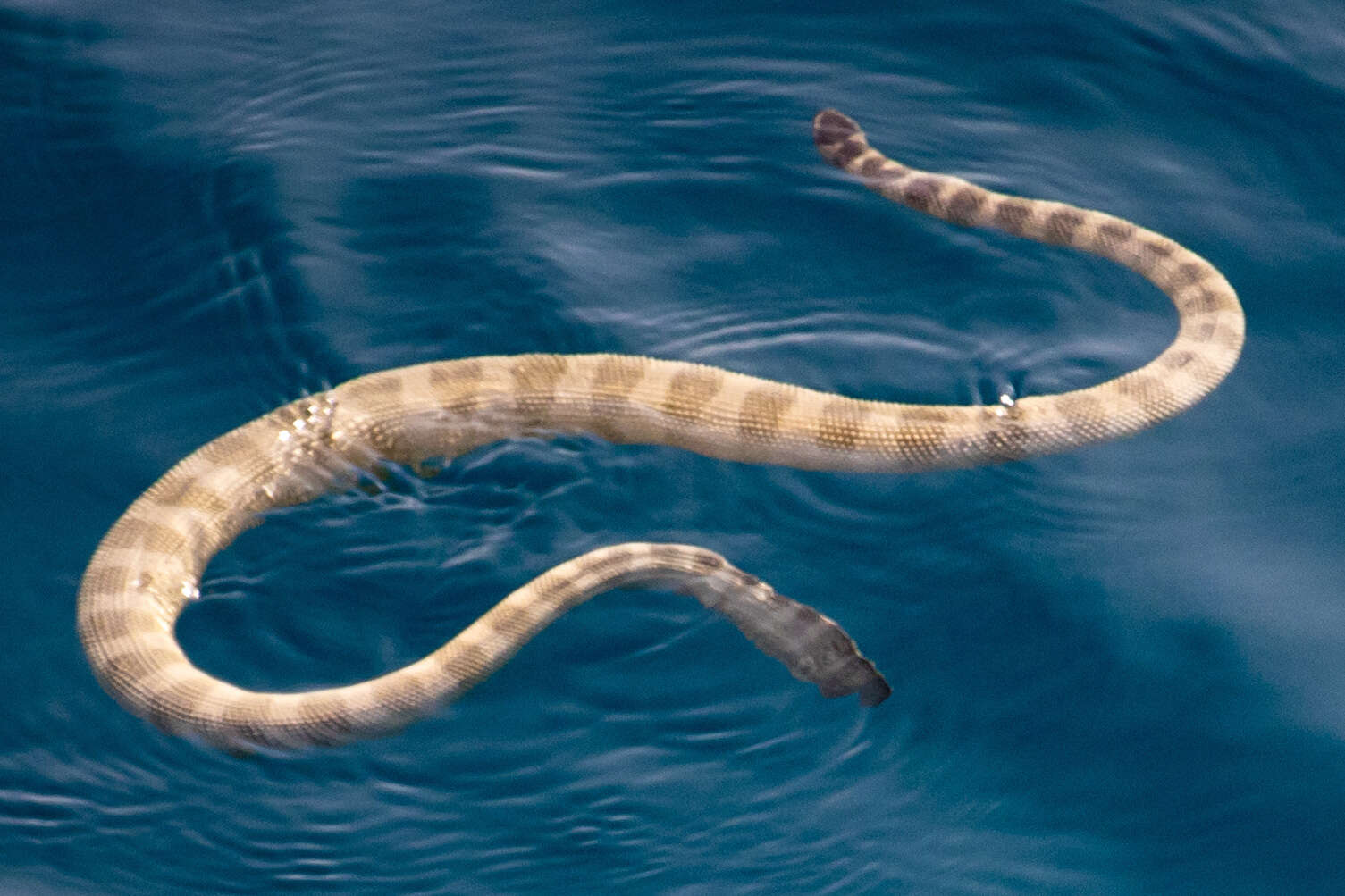 Image of Persian Gulf Sea Snake