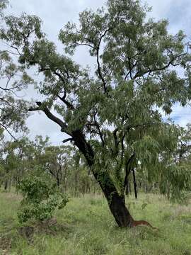 Image of Eucalyptus leptophleba F. Müll.