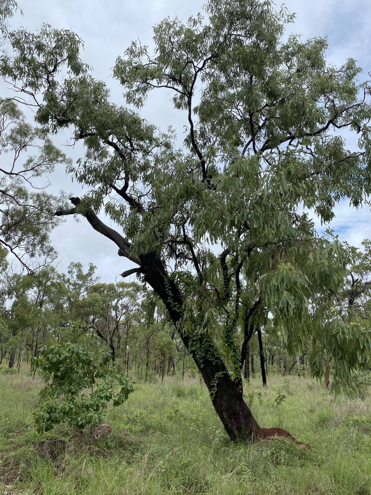 Image de Eucalyptus leptophleba F. Müll.