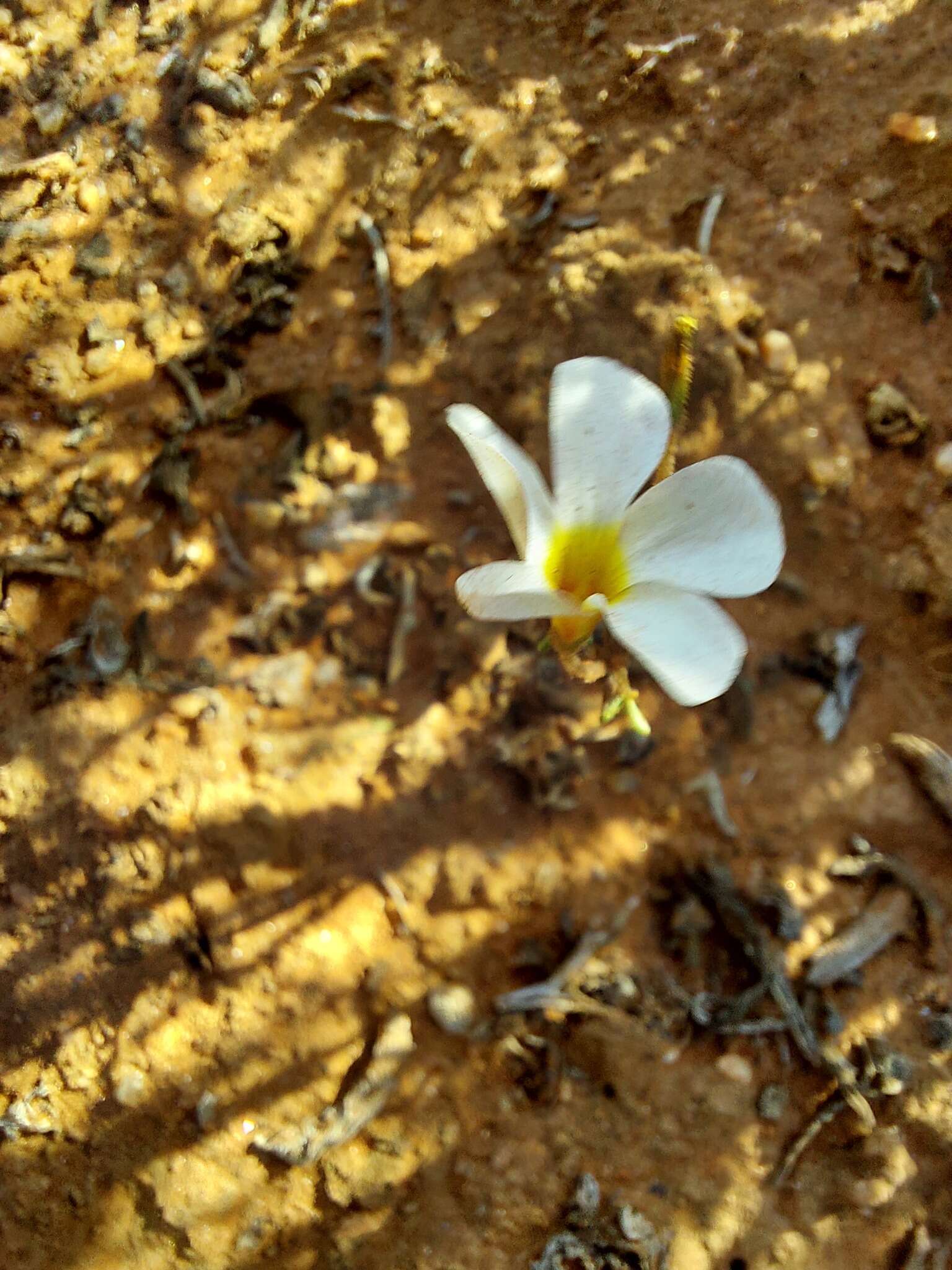 Sivun Oxalis clavifolia Sond. kuva