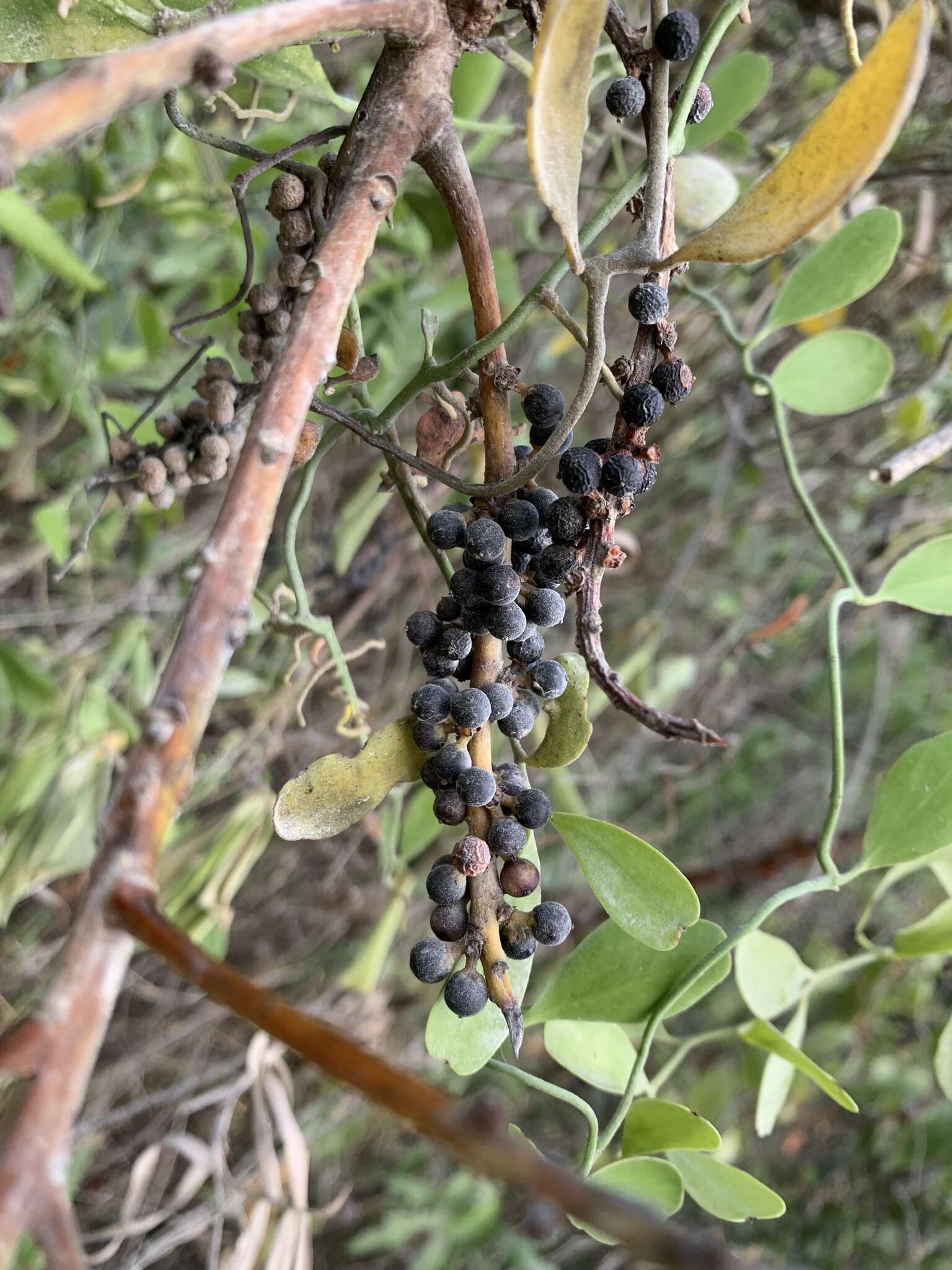 Image of Myrsine juergensenii (Mez) J. M. Ricketson & J. J. Pipoly