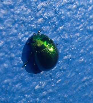 Image of <i>Chrysolina viridana</i>