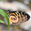 Image of Papilio zagreus Doubleday 1847