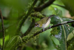 Plancia ëd Cyclarhis nigrirostris Lafresnaye 1842