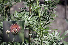 Image of Centaurea atropurpurea Olivier