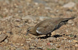 Metriopelia melanoptera (Molina 1782)的圖片