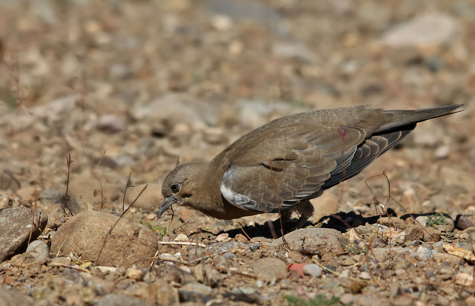 Metriopelia melanoptera (Molina 1782)的圖片