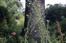 Image of Centaurea atropurpurea Olivier