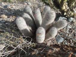 صورة Mammillaria pottsii Scheer ex Salm-Dyck