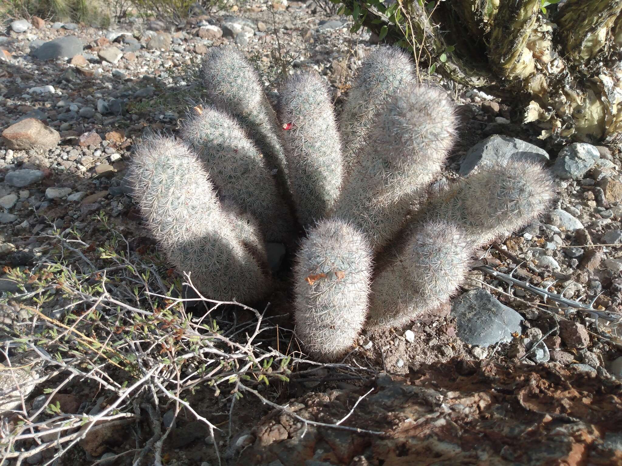 صورة Mammillaria pottsii Scheer ex Salm-Dyck