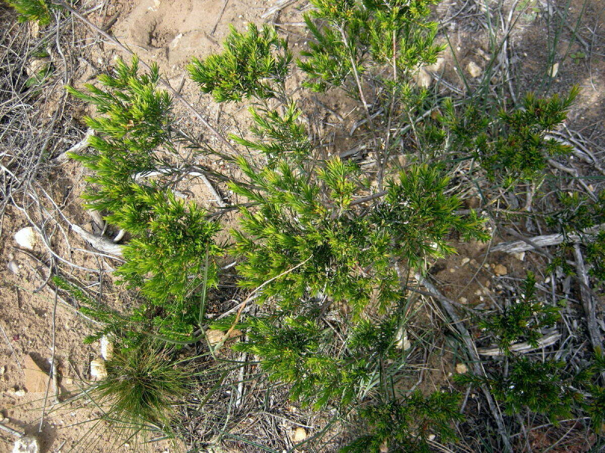 Image of Diosma aristata I. Williams