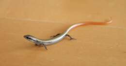 Image of European Copper Skink