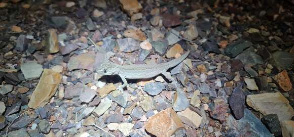 Image of Eastern Spiny-tailed Gecko