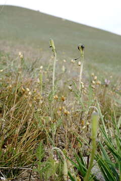 Image of Papaver minus (Bél.) Meikle