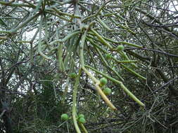 Image of Indiantree spurge