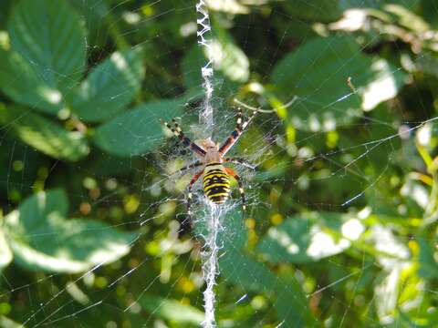 Image of Barbary Spider